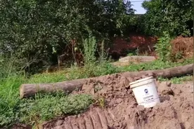 母猪怀孕一个多月流产，今年的行情损失不小，可能跟这个原因有关视频封面