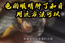 乌龟的眼睛肿了有白眼怎么办？分享一个我自己在用的方法。视频封面