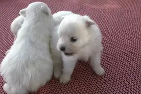 两个月大的奶狗首次离开妈妈，没想到它们一点也不害怕，还很开心