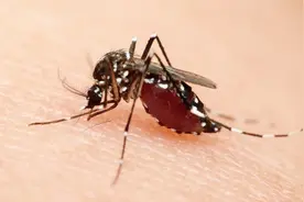 夏天蚊子太多怎么办？教你用塑料瓶自制驱蚊神器，蚊子多少都不怕视频封面