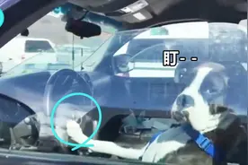 好暴躁一狗子：狂按喇叭呼叫主人视频封面