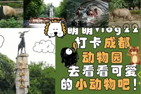 萌萌vlog22,一起去打卡成都动物园吧，看看小动物的可爱之处吧！视频封面