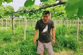 上百葡萄品种你了解多少？如果想种葡萄要注意哪些！小伙分享给你视频封面