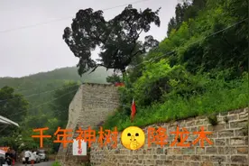 千年降龙古树，幽静山村历史传承视频封面