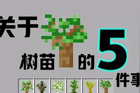 我的世界：树苗你不知道5件事！种树时千万不要站上面，容易窒息