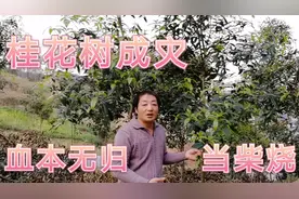 这里桂花树成灾，白送人家都不要。血本无归当柴烧！