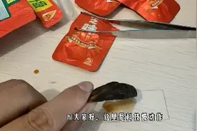 显微镜下的槟榔视频封面