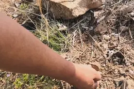 原创：这虫长着10多条退，一碰变成小球很好玩，你们见过吗视频封面
