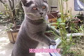 见过这么爱吃草的猫吗？真的怀疑我养了只羊！