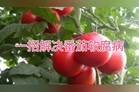 一招解决番茄软腐病