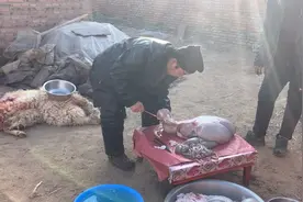 佳雨家杀了两只羊，清理下水是个技术活看看杀羊师傅的技术怎么样