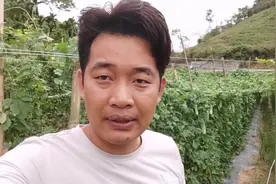 昨晚一场突如其来的暴雨，把苦瓜架压塌，赶紧叫几个人扶起固定