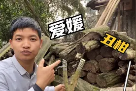 家里的橘子树嫁接了，大双选择了爱媛38和丑柑，两年以后开花结果视频封面