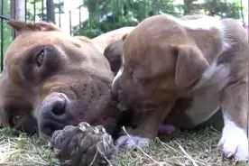 呆萌可爱，精力充沛，力大无比的斗牛犬狗妈妈也会累垮了