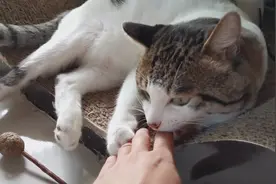 主人拍猫咪手，它正反抗主人让它咬手指，它咬后竟这表情…嫌弃？视频封面