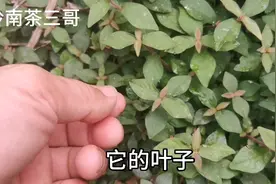 农村奇草“细叶蛇总管”认识的人不多