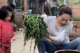山村小蜜蜂：两大锅水芹菜野菜焯水，用盐腌制一缸，这下够吃一年视频封面