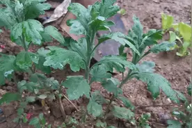 菊花的矮化，有多种方法，这里分享给你多年的经验视频封面