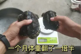 鳄龟怎么才能长得快(一)