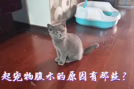 猫得腹水就一定是猫传腹吗？了解引起腹水的一些原因和饮食护理视频封面
