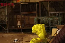 宠物狗比格，没有想到在农村生活的更加健壮，你想不到。