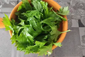 芹菜叶不要扔，泡一泡每天喝，原来作用这么厉害，实用又省钱！视频封面