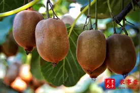 猕猴桃最佳嫁接时间是什么时候？吕岩：这个时间嫁接，成活率最好