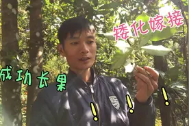 农村小伙矮化 嫁接八角树，现在好管理还长出八角果视频封面