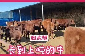 利木赞牛看看明年能长到多少？
