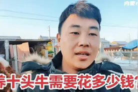 养十头牛需要投资多少钱？农村养牛小伙说了实话，成本超乎你想象视频封面