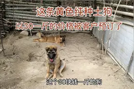 今年土狗行情好，这只黄狗以30块钱一斤的价格成交，狗养少了视频封面
