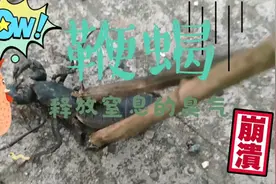 看起来像蝎子，其实不是蝎子，它叫鞭蝎，一个会“放毒”的家伙