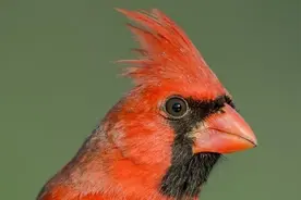 “新冠肺炎”你读对了吗？