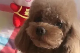 教泰迪唱歌，学得真像，好可爱的狗宝宝，大家看看怎么样