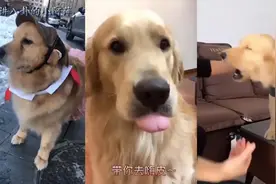 穿着高跟鞋逛街的狗狗，走起路来竟然比女人还妖娆!哈哈,厉害了视频封面