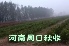 光头哥带大家看看，河南周口扶沟秋收的怎么样了，还有什么没收。