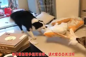 养狗千万不能养两条，因为拆家的时候它们会配合，拆家效率更高视频封面