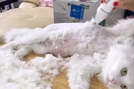 【肥猫】油猫剃毛，生无可恋！为啥我觉得剃光光更可爱了呢？太肥