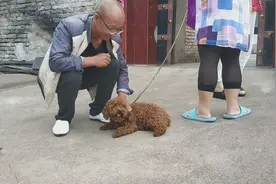 没有尾巴的泰迪犬，没有自由，没有人心疼，太可怜，视频封面