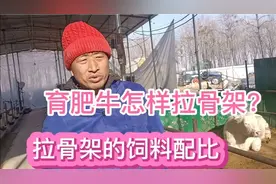 育肥牛怎样拉骨架长的快？育肥牛拉骨架的饲料配方视频封面