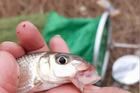 比鳜鱼还稀有的重唇鱼，我们叫沙勾子。你叫什么？视频封面