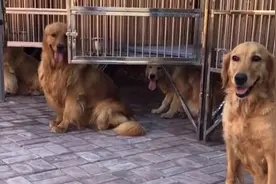 双血统和单血统金毛的区别，脸蛋漂亮没用，智商是硬伤！