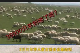 蒙古国捐赠我国的30000只羊，到哪了呢，确切信息来了！视频封面