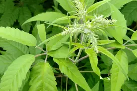 农村这种七叶黄荊，不仅能驱蚊，而且还有很高的药用价值视频封面