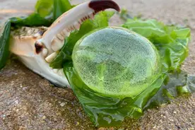 大海退潮后，看到这种白球不要弄破，丁丁赶海，捡到“海宝”