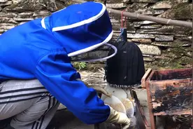 大山农村野生蜜蜂太多，如何招回家饲养？实拍招蜂过桶全过程！视频封面
