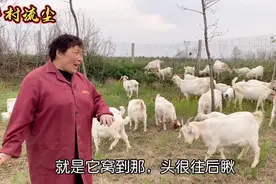 母羊临产前有哪些征兆？这些细节一定要留意，真的有用！