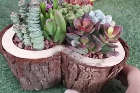木桩树皮做多肉花盆，钱串吸财树小米星吹雪锦多肉老桩组盆好漂亮