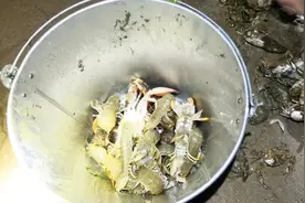 粉丝说想吃皮皮虾，想体验被弹的感觉，小青深夜带他抓皮皮虾体验