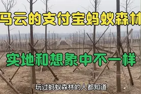 实拍马云的支付宝蚂蚁森林，和想象中的不一样！是真在做公益吗视频封面